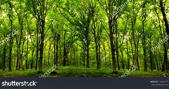 Image result for Shutterstock Nature