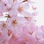 Image result for Flower Wallpaper iPhone 5