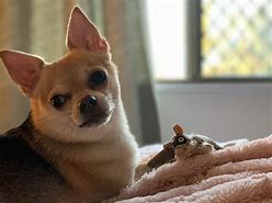 Image result for Happy New Year Chihuahua