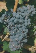 Image result for garnacha