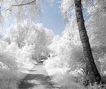 Image result for Pretty White Background