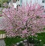 Image result for Trees That Produce Small Apple Like Fruit