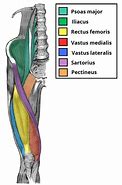 Image result for anterior