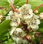 Bildergebnis für Actinidia arguta Weiki