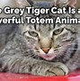 Image result for Gray Tiger Cat in a Bad Mood Meme