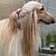 Image result for Afghan Hound Haircuts