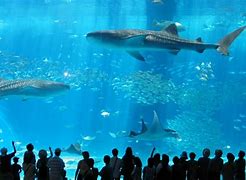 Image result for Aquarium in Japan