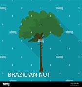 Image result for Shelled Brazil Nuts