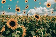 Image result for Preppy Sunflower Wallpaper