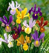 Image result for Iris Flower Bulbs