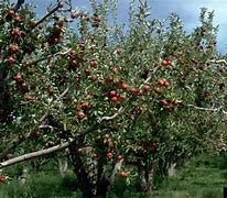 Image result for Almata Apple Tree