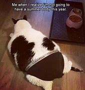 Image result for Pants Cat Meme