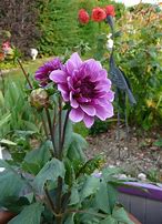 Image result for Dahlia Blue Bell