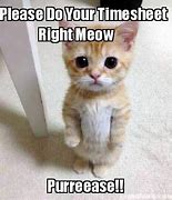 Image result for Payroll Cat Meme