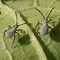 Image result for squash bug