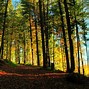 Image result for Calming Forest Background