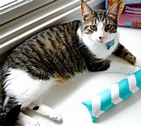 Image result for Cat Toy Stick