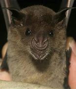 Image result for Bat Smiling