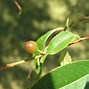 Image result for Black Cherry Tree Branch Leaves