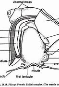 Image result for Apple Snail Anatomy