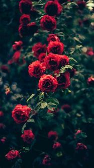 Image result for iOS Flower Wallpaper Red