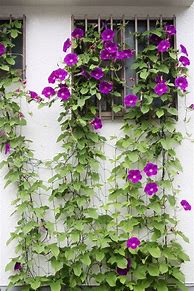 Image result for What Plants Are Climbing Vines