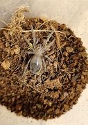 Image result for Lasiodora Parahybana Sling