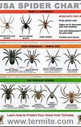 Image result for Massachusetts Spiders Identification Chart