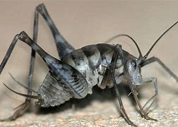 Image result for Hopping Spider Cricket Pictures