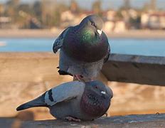 Image result for Funny Mouth Stop That Pigeon