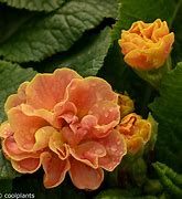 Image result for Primula vulgaris Queen Mandarin