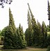 Image result for Picea omorika Miriam