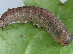Image result for "cutworm"
