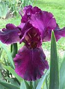 Image result for Iris Pics of Winesap