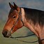 Image result for Fancy Horse Bridles