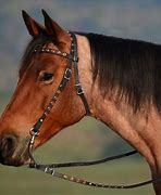 Image result for Western Horse Bridles and Reins