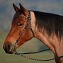 Image result for Horse Reins and Bits