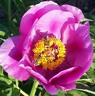 Image result for Paeonia off. Mollis