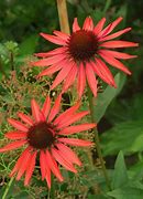 Risultato immagine per Echinacea purpurea Hot Lava ®