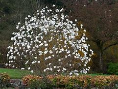Image result for magnolia waterlily