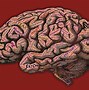 Image result for Holographic Universe Brain