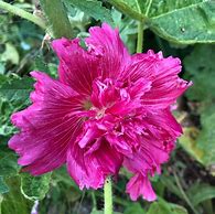 Image result for Alcea rosea majorette white