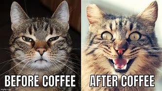 Image result for Thursday Cat Coffee Meme