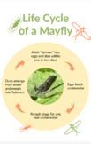 Image result for The Life Cycle of the Insect Vector
