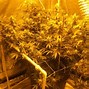 Image result for 1 Pound Weed Plant