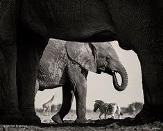 Image result for Wildlife Photographer of the Year 2015