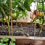 Image result for Brandywine Tomato Garden