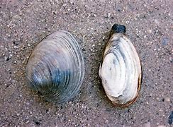 Image result for Where Is Quahog Located