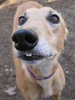 Image result for Dog with Teeth Meme