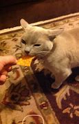 Image result for Cat Eating Doritos